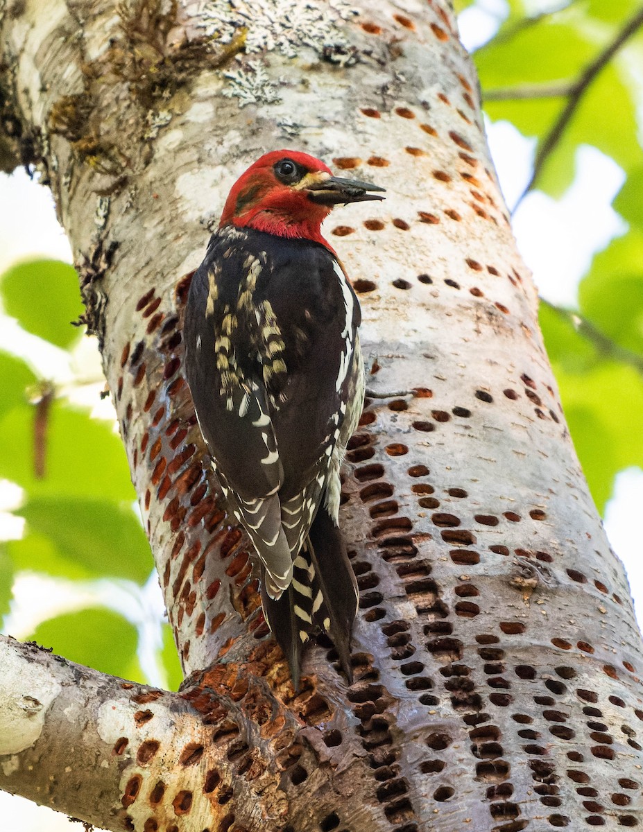 Red-breasted Sapsucker - ML620173255