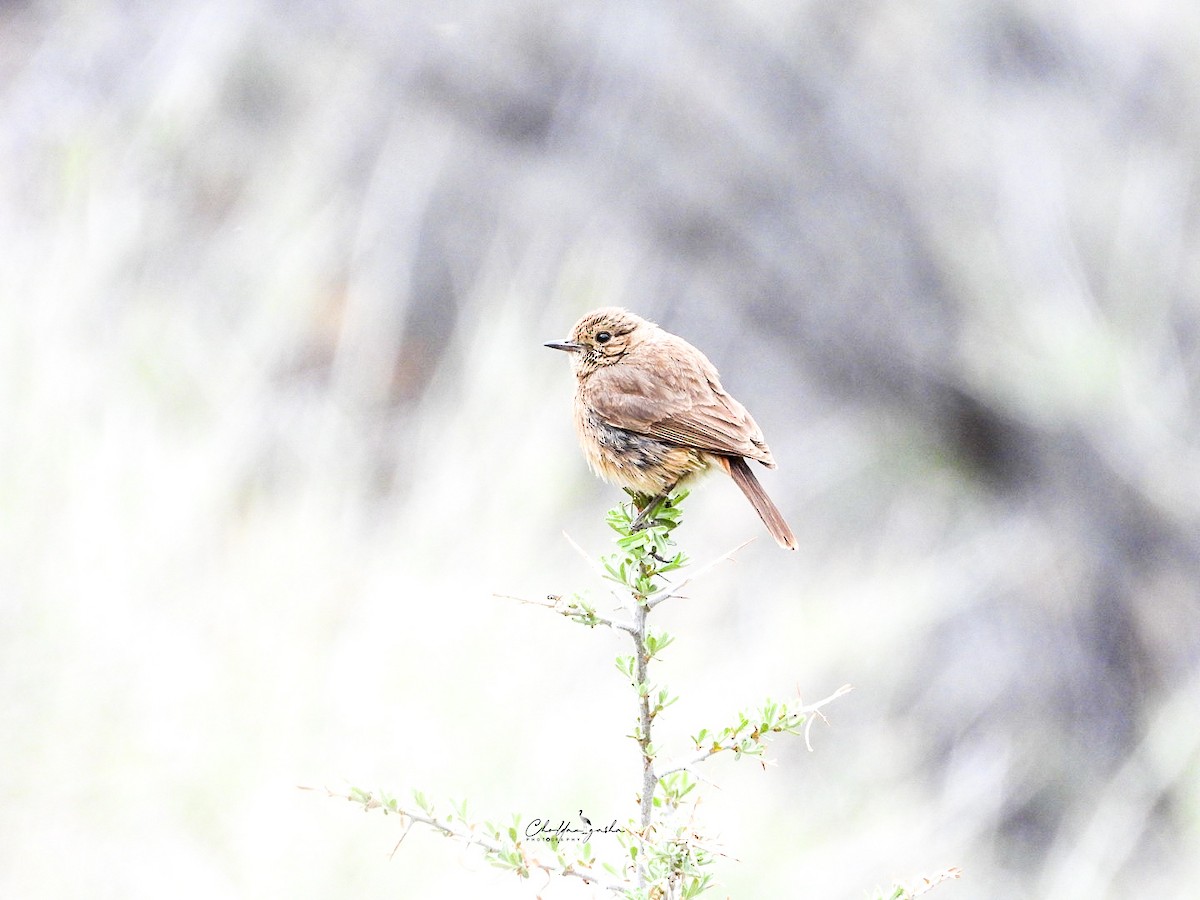 Pied Bushchat - ML620173262