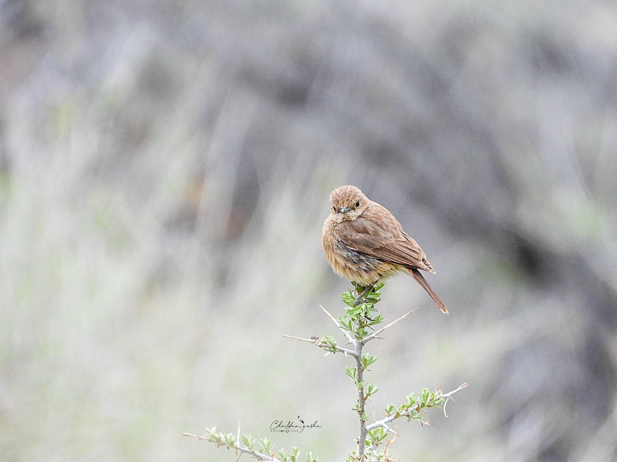 Pied Bushchat - ML620173263