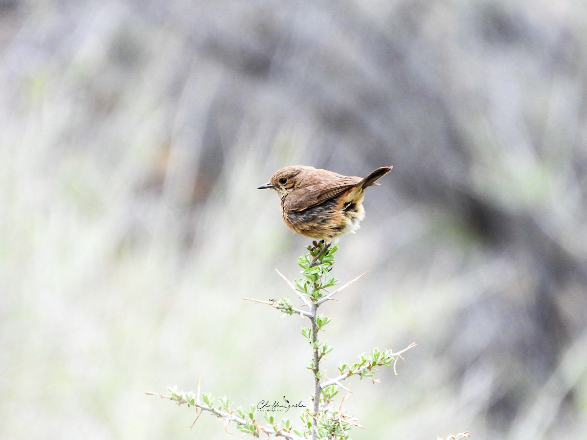 Pied Bushchat - ML620173264