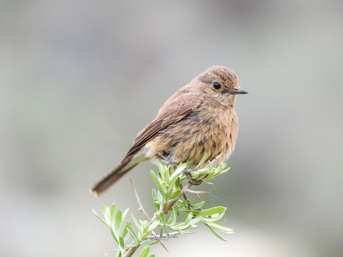 Pied Bushchat - ML620173265