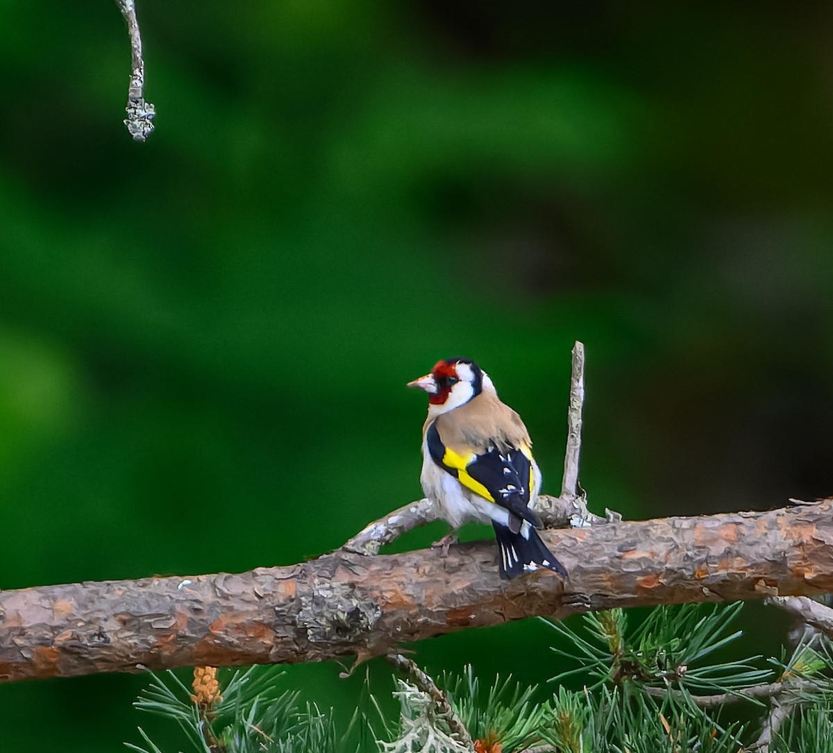 European Goldfinch - ML620173270