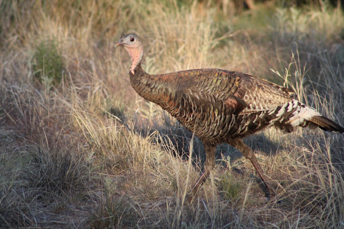 Guajolote Gallipavo - ML620173273