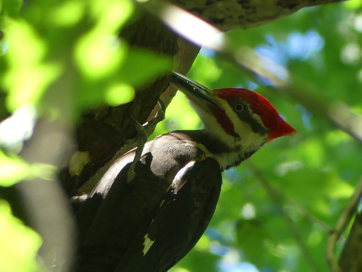 Pileated Woodpecker - ML620173294