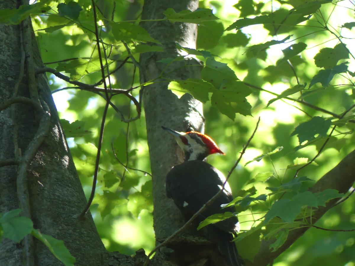 Pileated Woodpecker - ML620173295