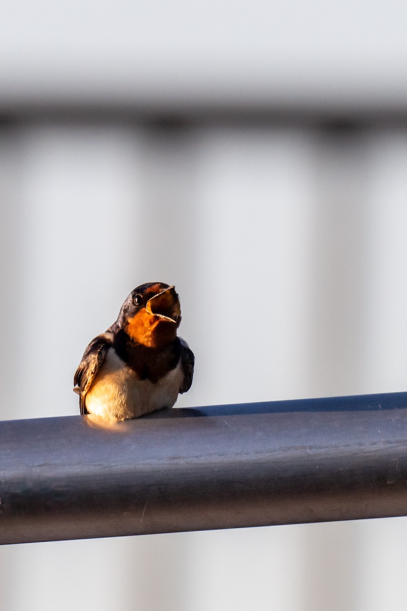 Barn Swallow - ML620173304