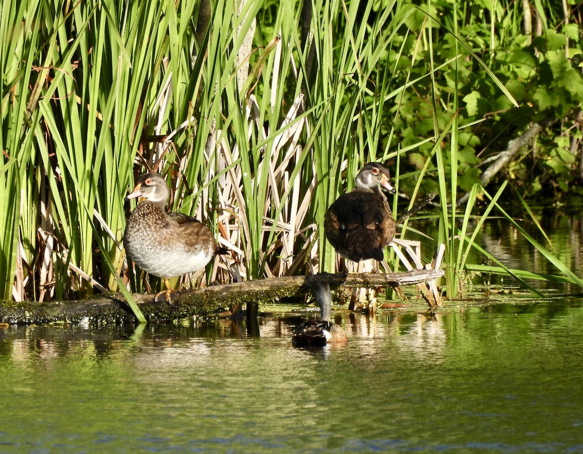 Wood Duck - William McClellan