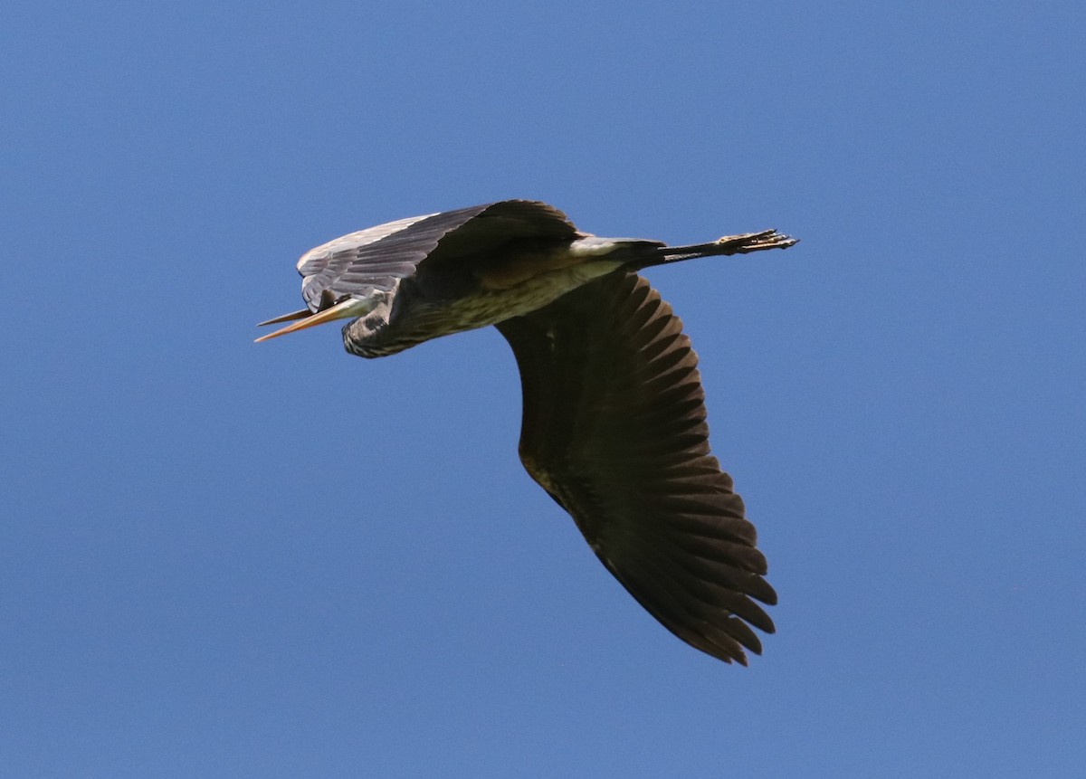 Great Blue Heron - ML620173307