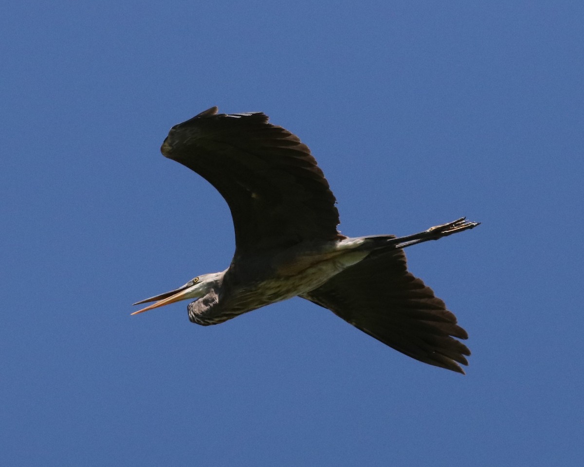 Great Blue Heron - ML620173308