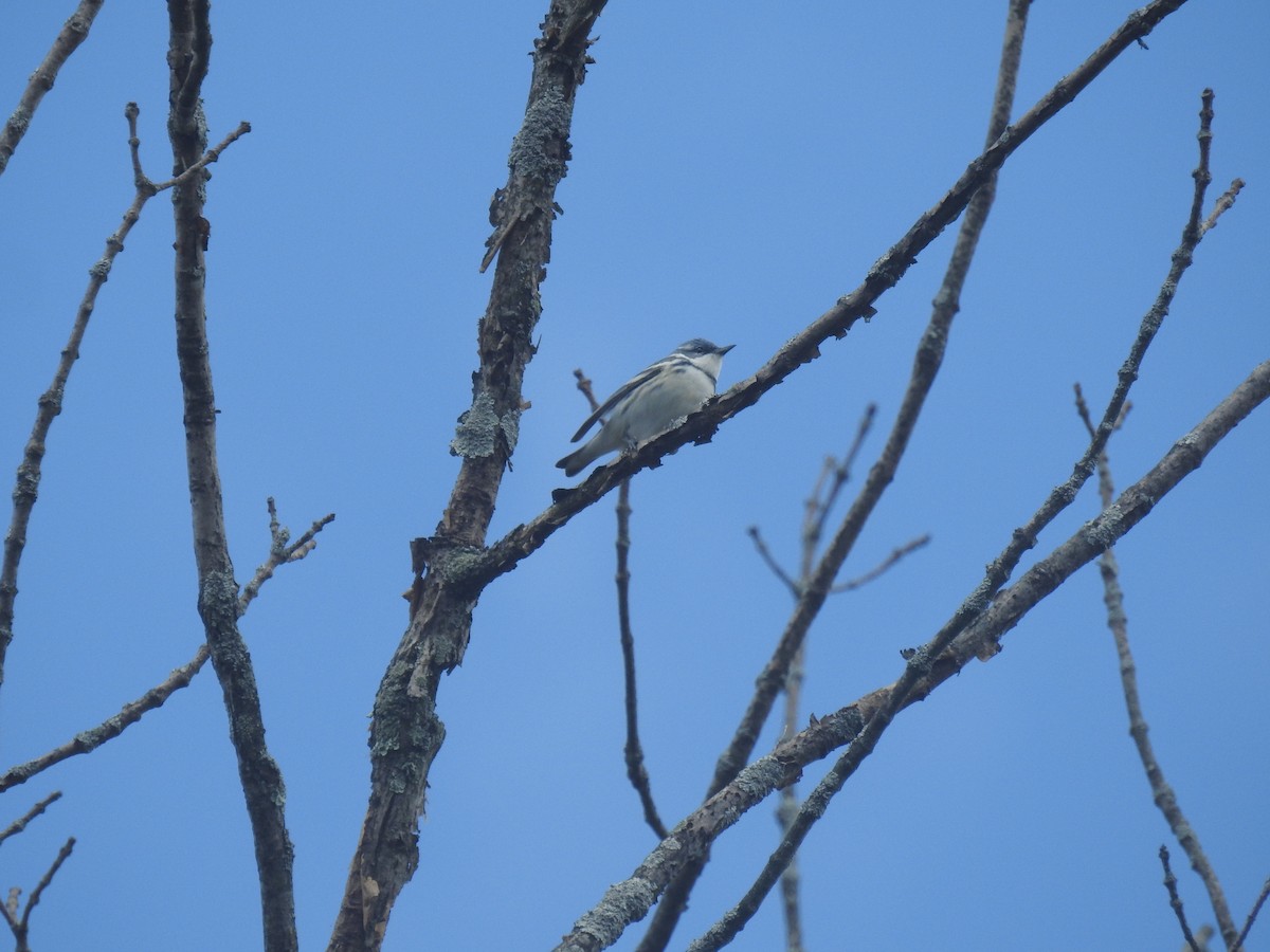 Blauwaldsänger - ML620173312