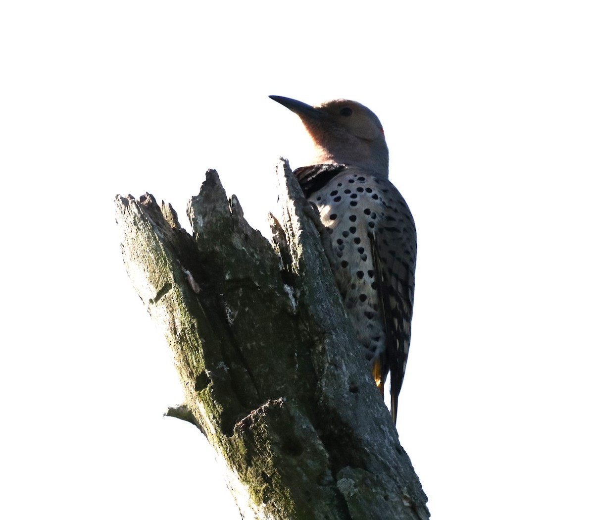 Northern Flicker - ML620173313