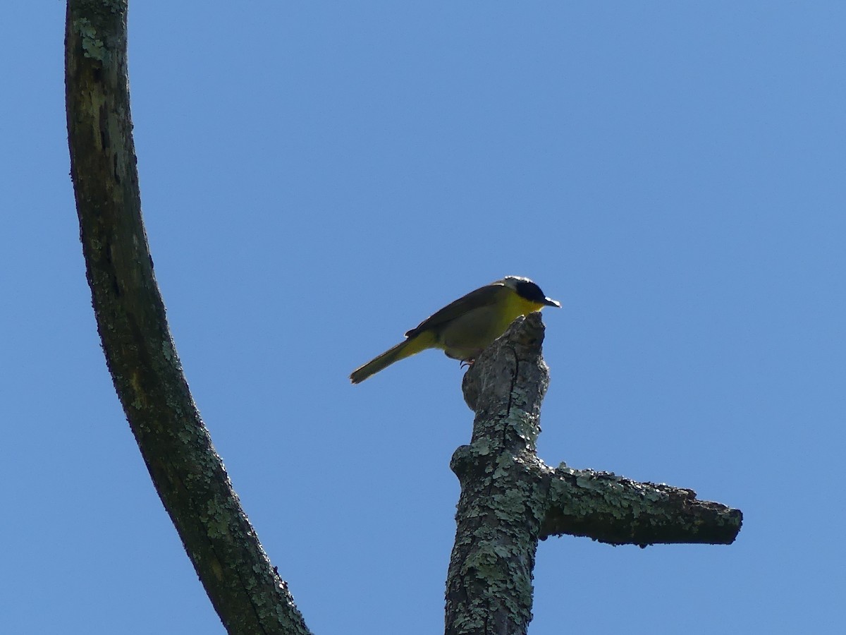 Common Yellowthroat - ML620173325