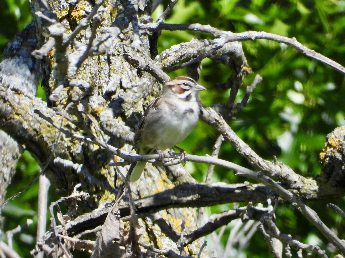 Lark Sparrow - ML620173327