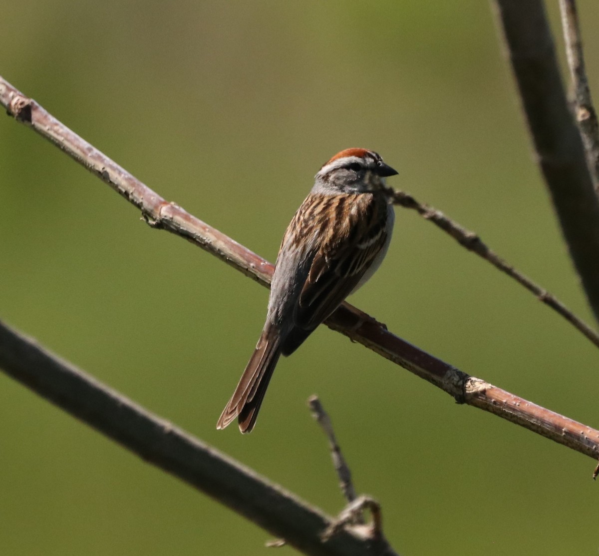 Chipping Sparrow - Chris S