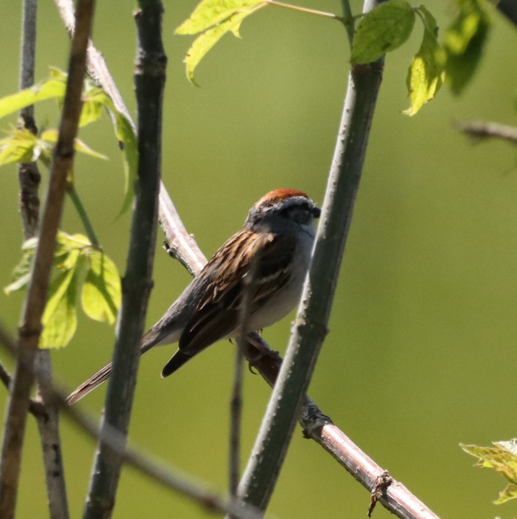 Chipping Sparrow - ML620173329