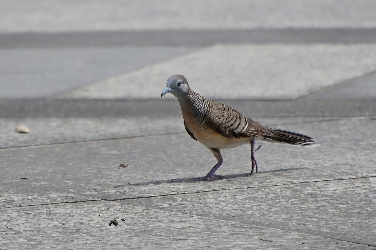 Zebra Dove - ML620173338