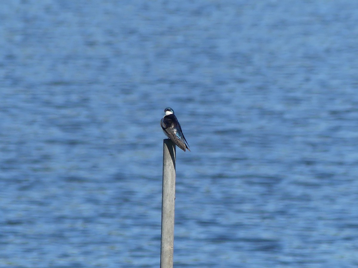 Tree Swallow - ML620173351