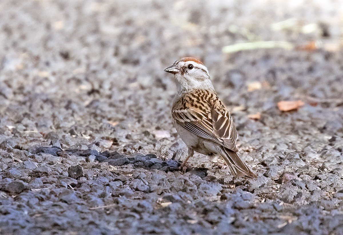 Chipping Sparrow - ML620173358