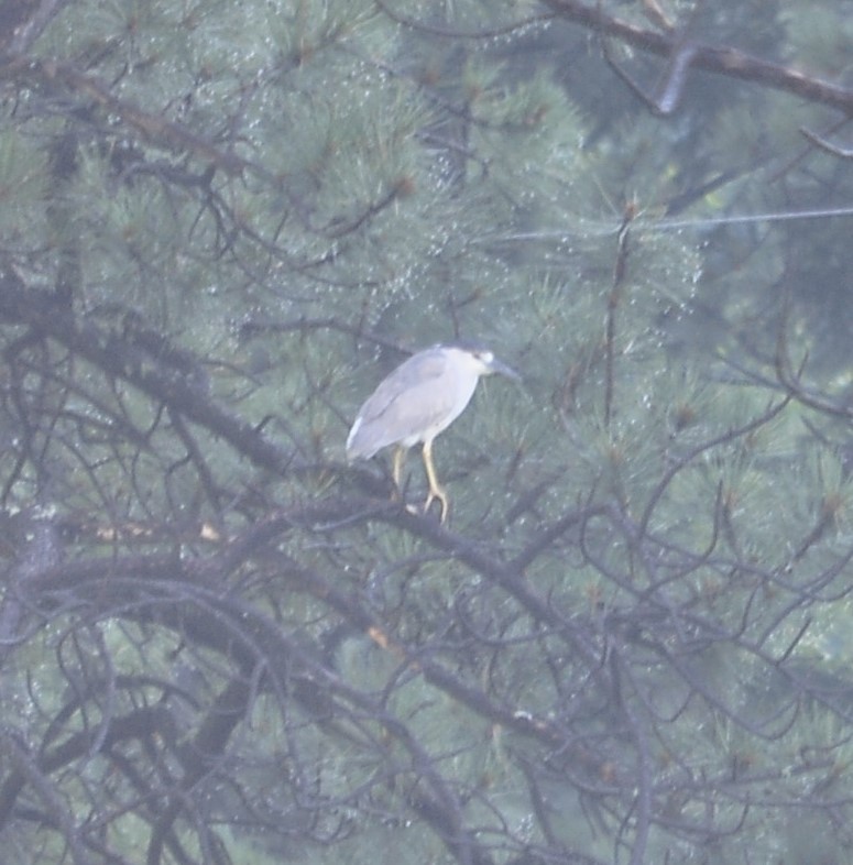 Black-crowned Night Heron - ML620173359