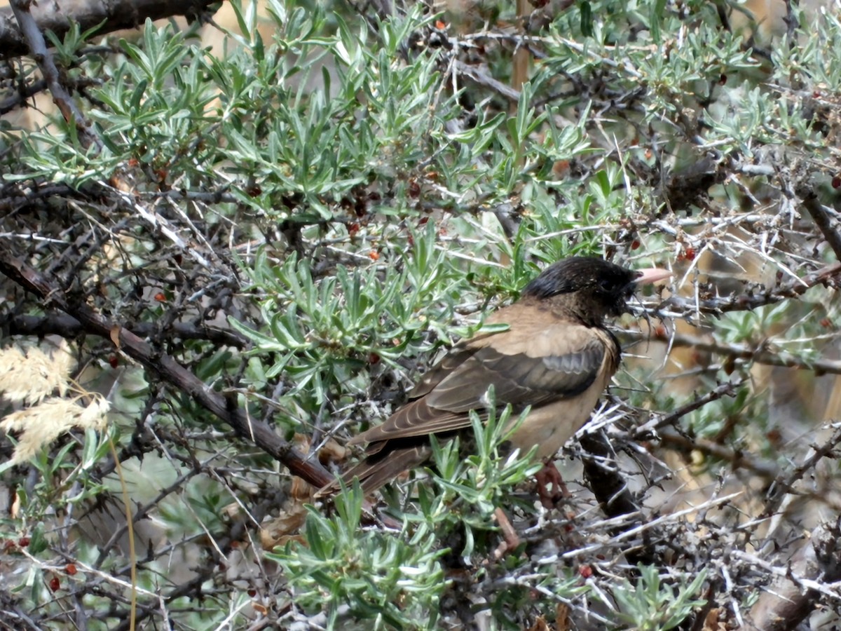 Rosy Starling - ML620173363