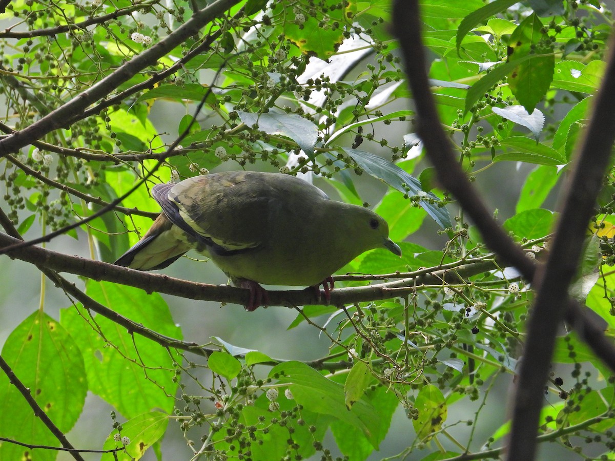 Pink-necked Green-Pigeon - ML620173364