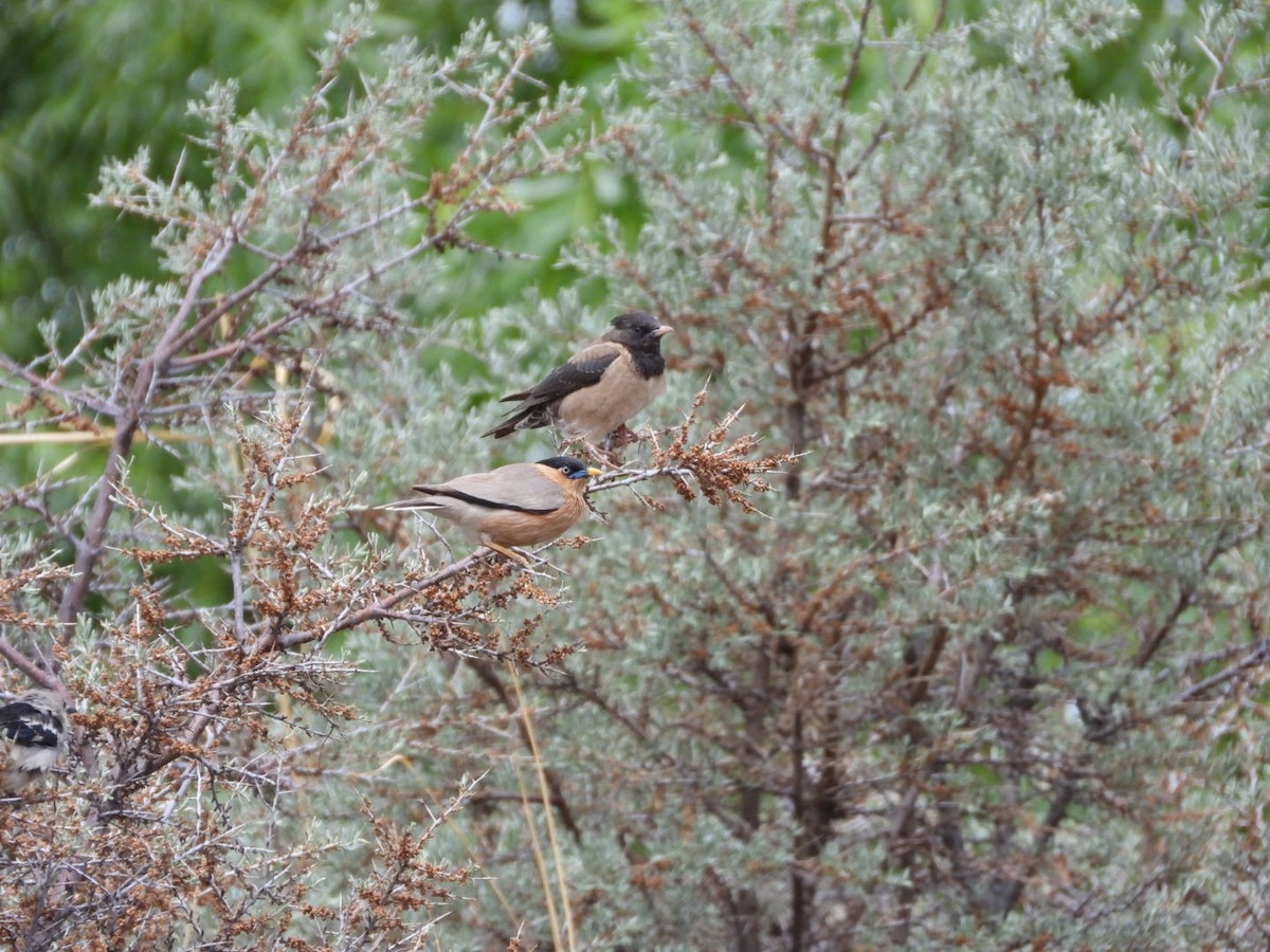 Brahminy Starling - ML620173370