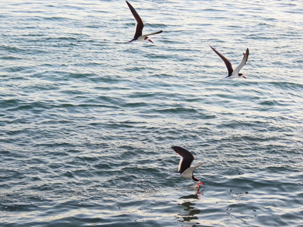 Black Skimmer - ML620173371