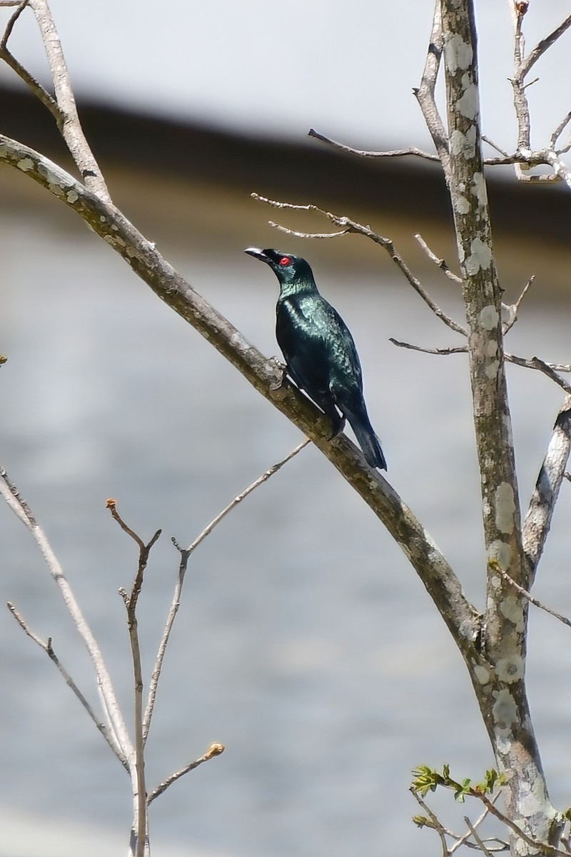 Asian Glossy Starling - ML620173374