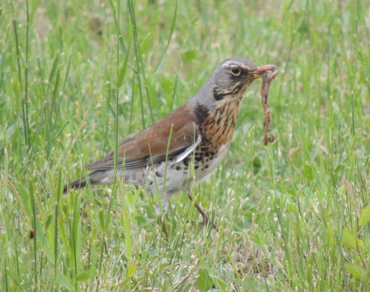 Fieldfare - ML620173382