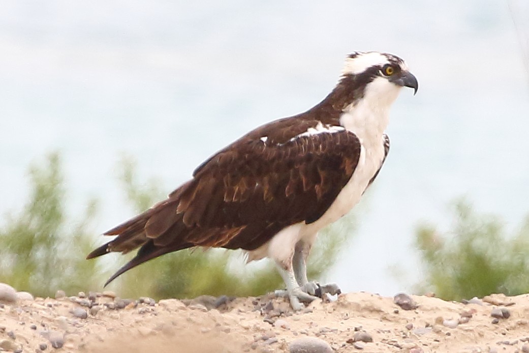 Águila Pescadora - ML620173383