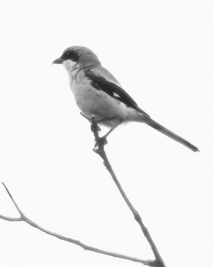 Loggerhead Shrike - ML620173387