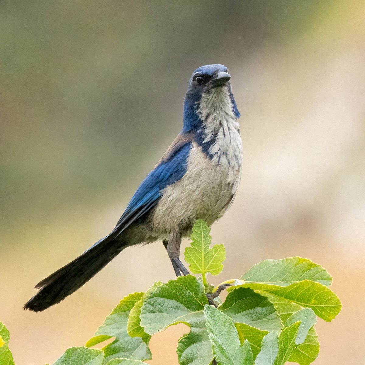 Island Scrub-Jay - ML620173388