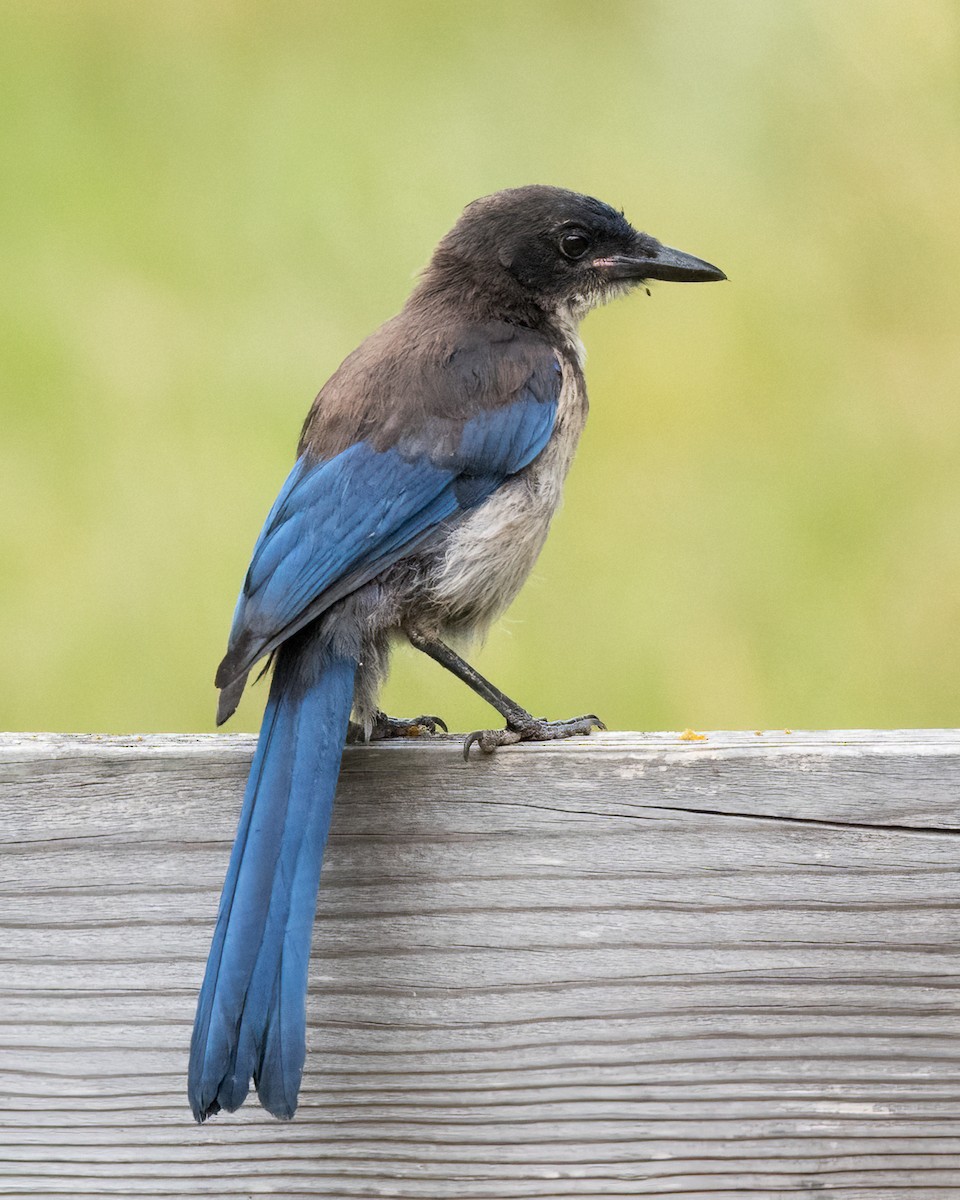 Island Scrub-Jay - ML620173391