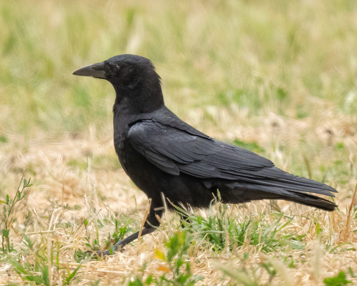 American Crow - ML620173395