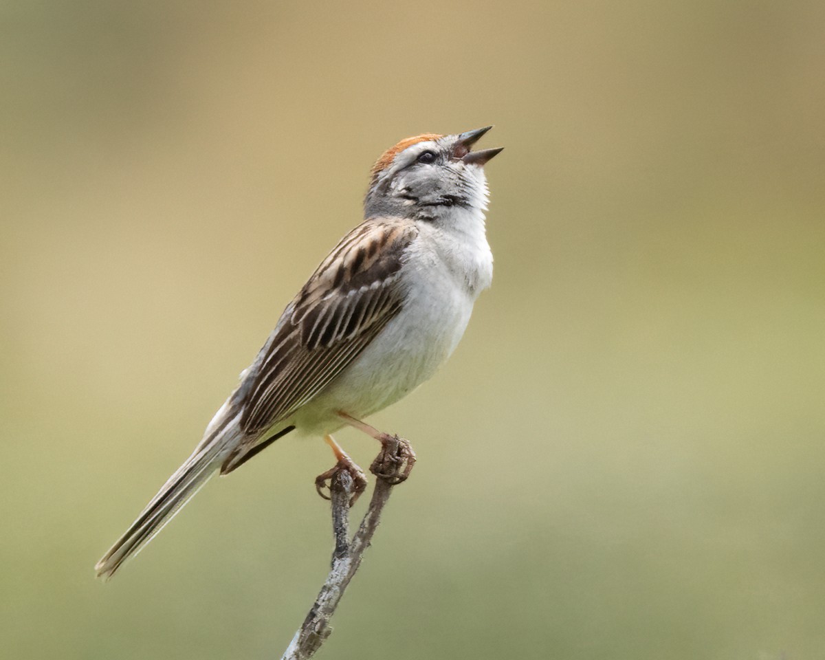 Chipping Sparrow - ML620173401