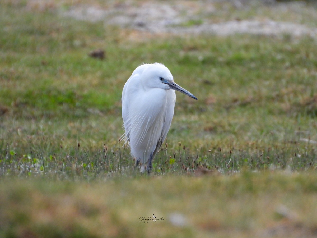 Little Egret - ML620173402