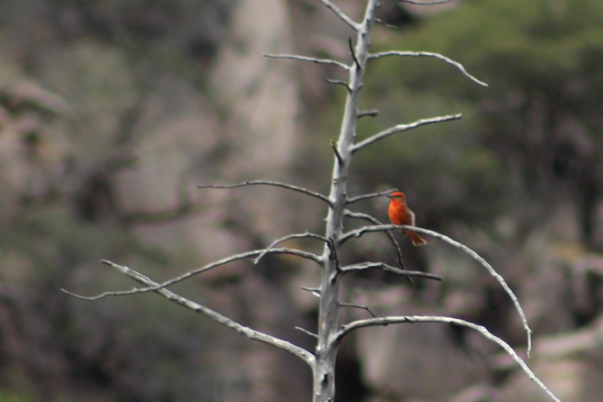 Hepatic Tanager - ML620173405