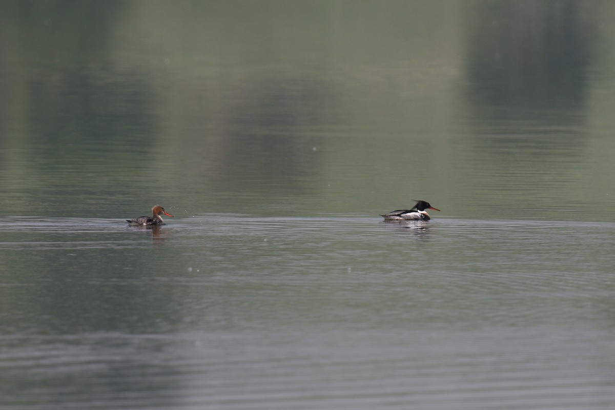 Red-breasted Merganser - ML620173411