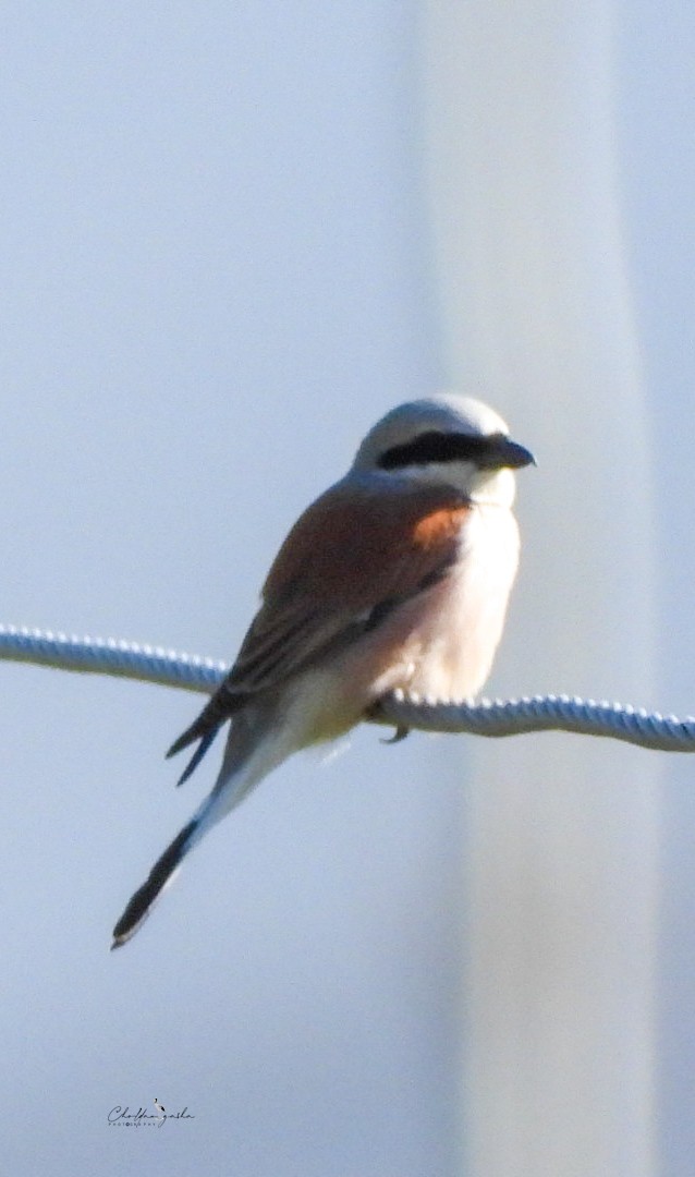 Red-backed Shrike - ML620173413