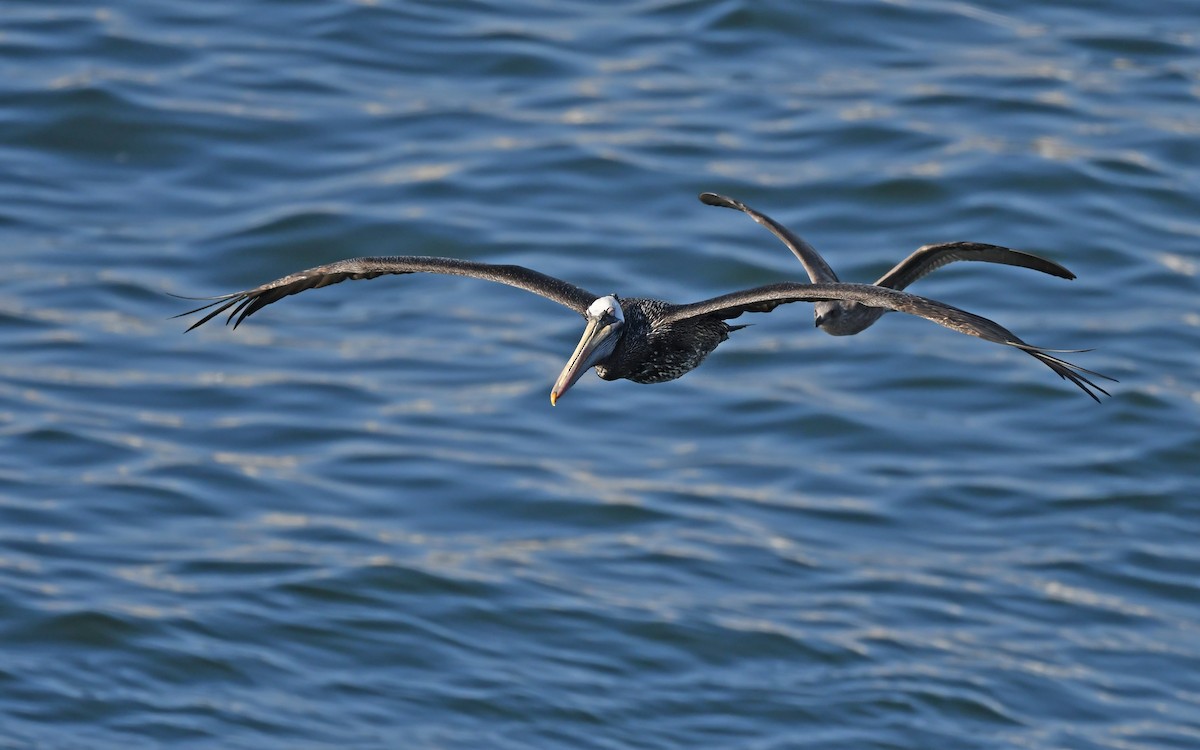 Peruvian Pelican - Christoph Moning