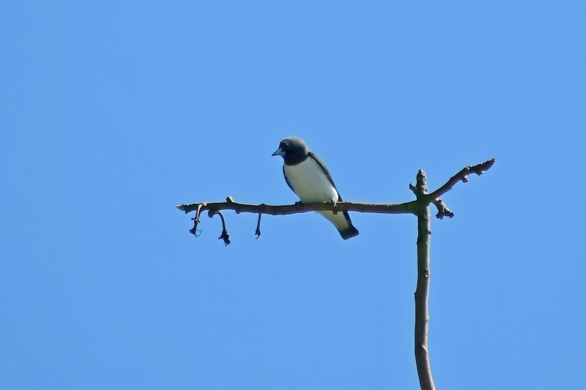 White-breasted Woodswallow - ML620173427
