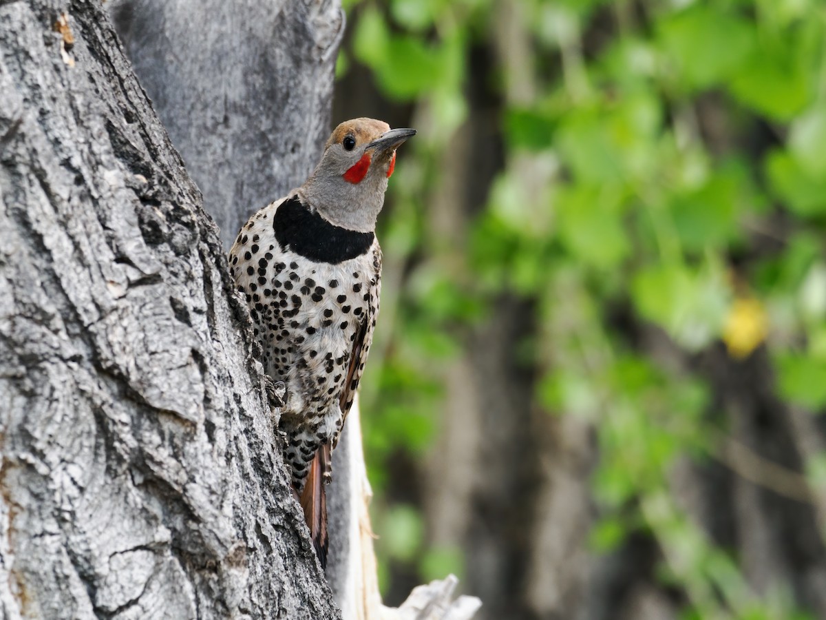 Northern Flicker (Red-shafted) - ML620173430