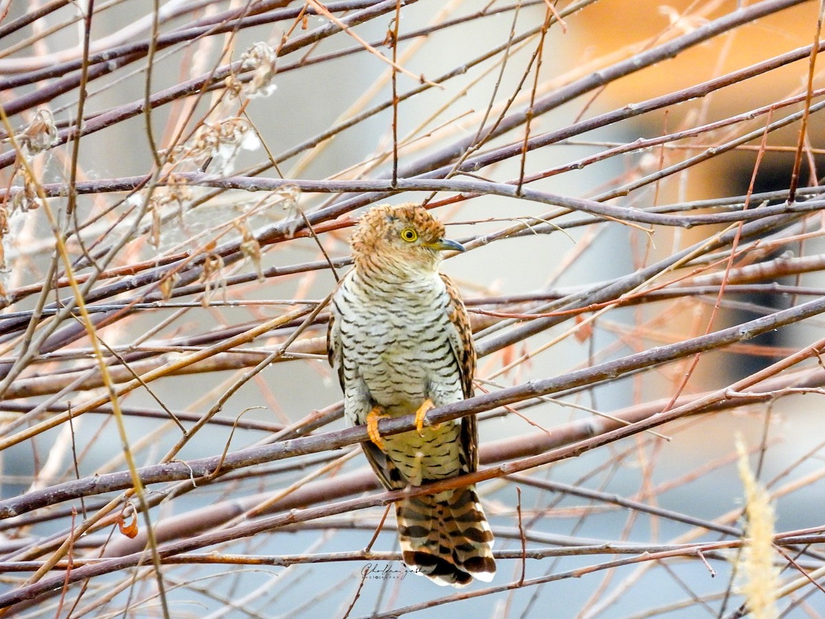 Common Cuckoo - ML620173431