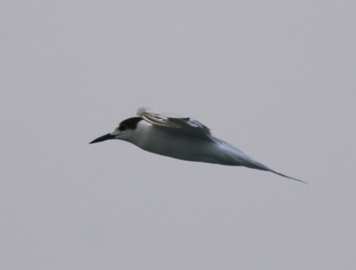 Common Tern - ML620173440