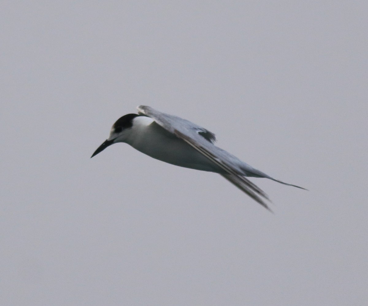 Common Tern - ML620173441