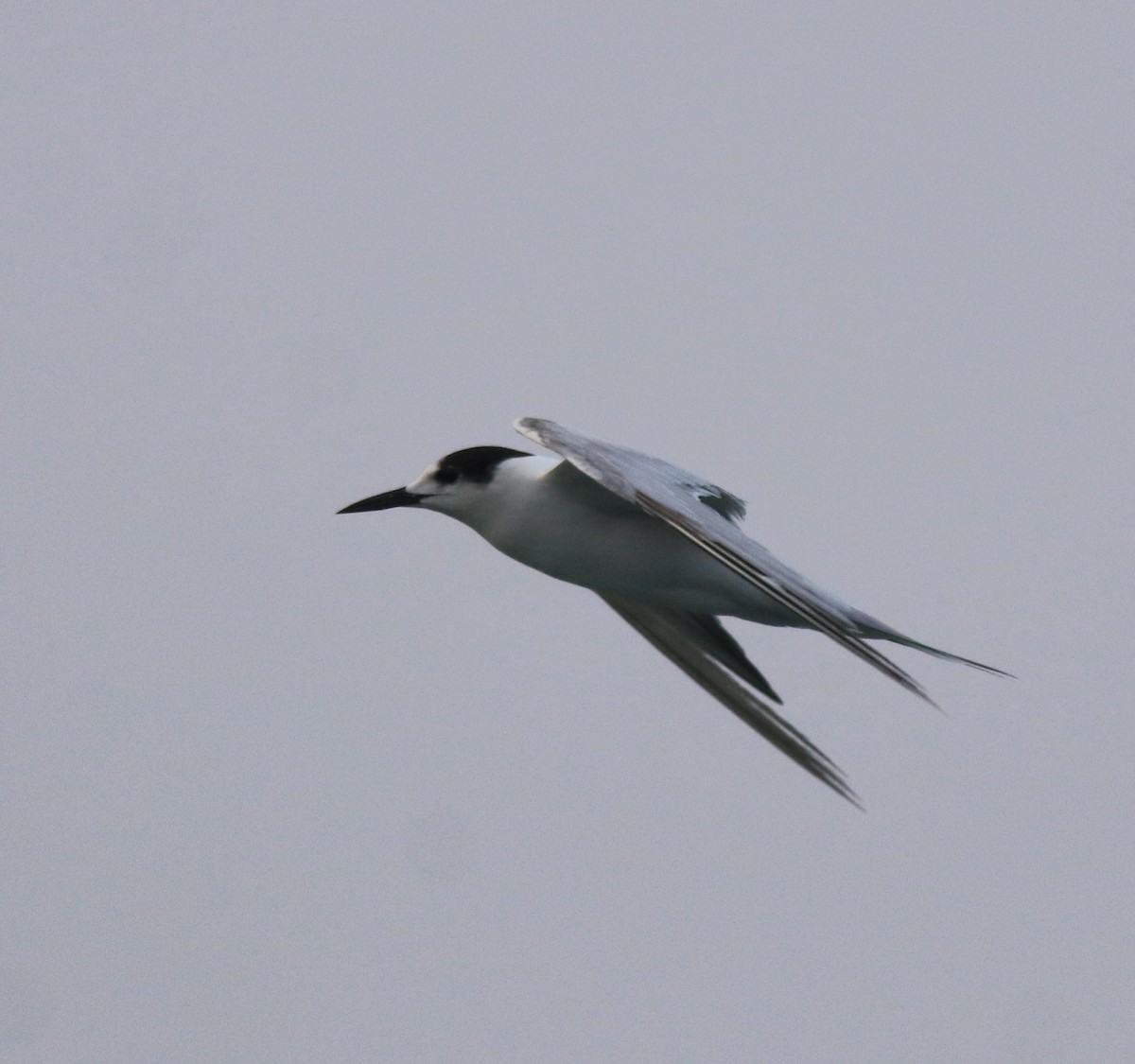 Common Tern - ML620173444