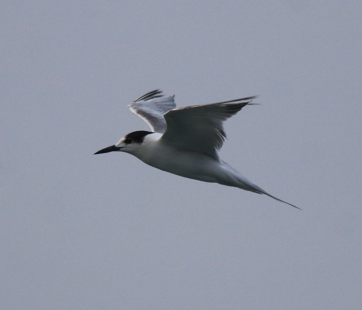 Common Tern - ML620173445