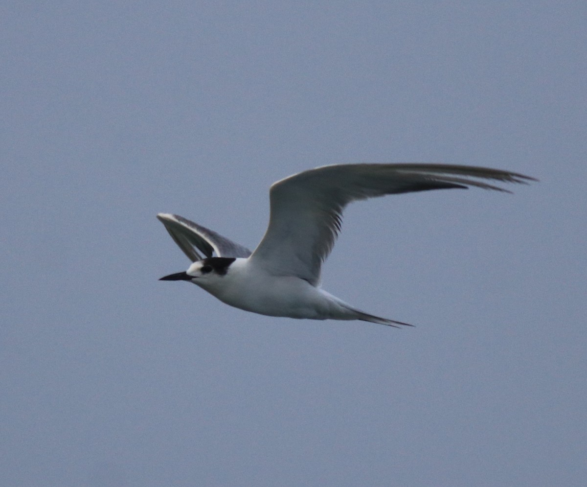 Common Tern - ML620173446