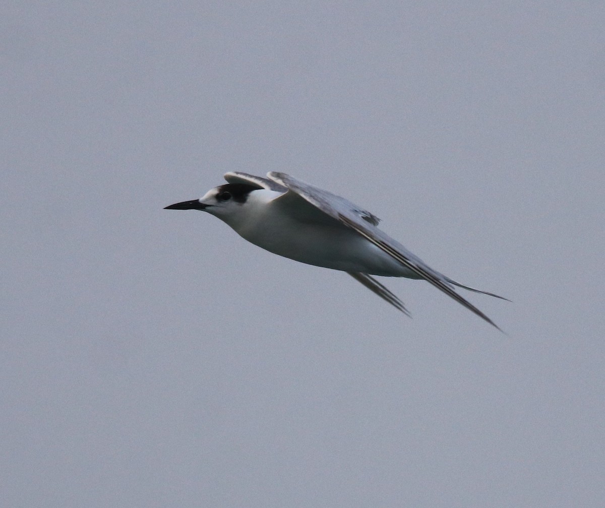 Common Tern - ML620173447