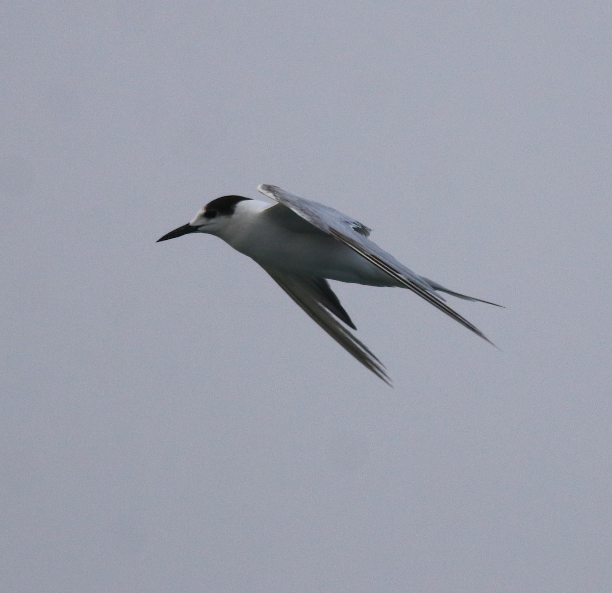 Common Tern - ML620173451